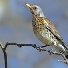 Fieldfare