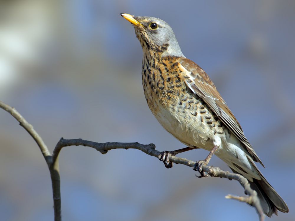 Fieldfare