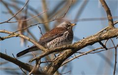 Fieldfare