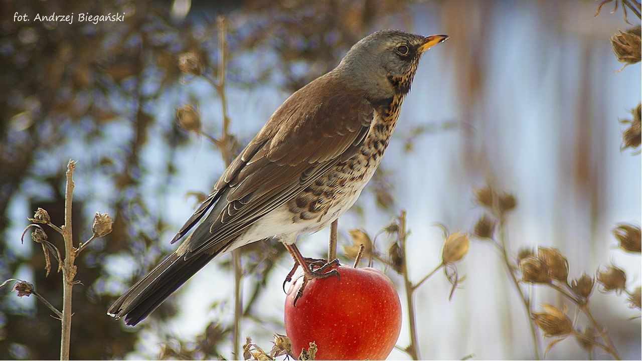 fieldfare