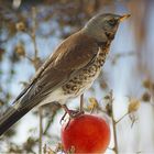 fieldfare