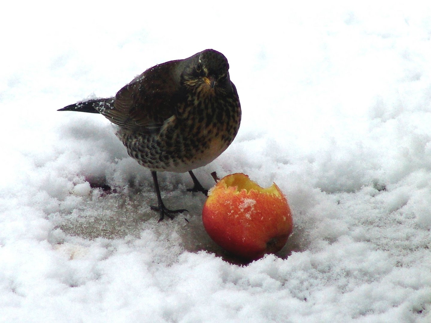 Fieldfare -Bird