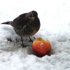 Fieldfare -Bird