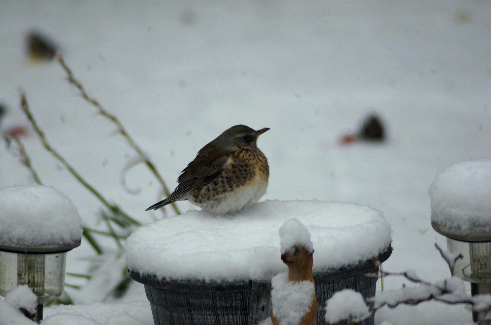 Fieldfare in garden snow