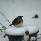 Fieldfare in garden snow