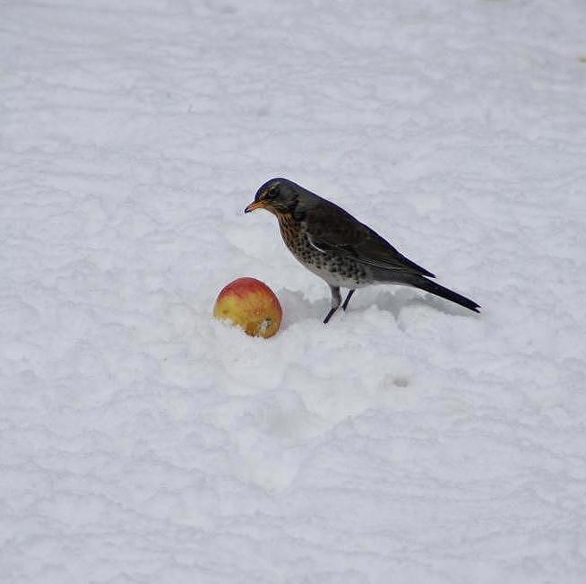 Fieldfare in Garden Snow