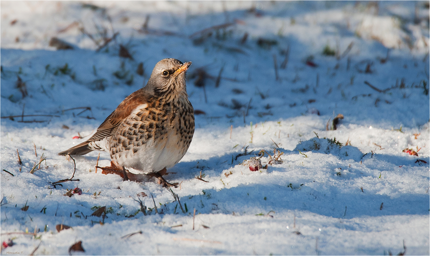 Fieldfare looking for food