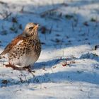 Fieldfare looking for food