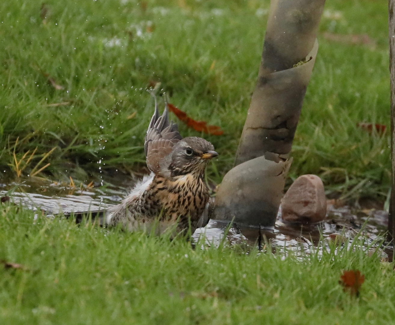 Fieldfare showering in a puddle