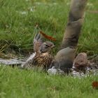 Fieldfare showering in a puddle