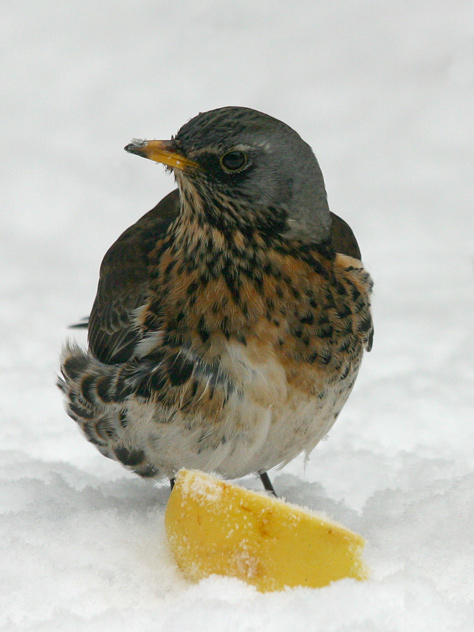 Fieldfare (turdus pilaris). 200mm (equiv.320mm). Front+back-ground unsharp(6.7) von Kent Schou Larsen