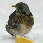 Fieldfare (turdus pilaris). 200mm (equiv.320mm). Front+back-ground unsharp(6.7)