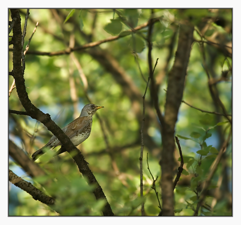 Fieldfare (Turdus pilaris)