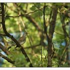 Fieldfare (Turdus pilaris)