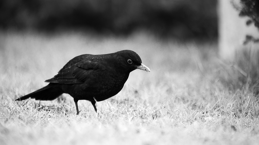 Fieldfotografie