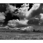 Fields and Clouds