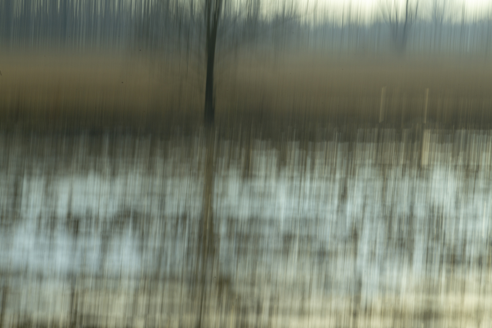 fields and poplars