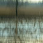 fields and poplars