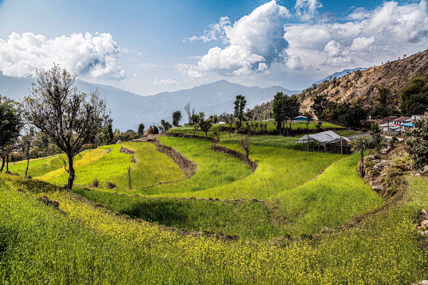 Fields close to Sarangkot