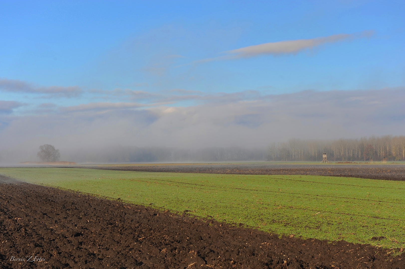 Fields in fog