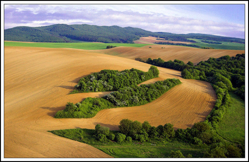 Fields in may