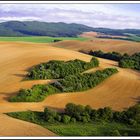 Fields in may