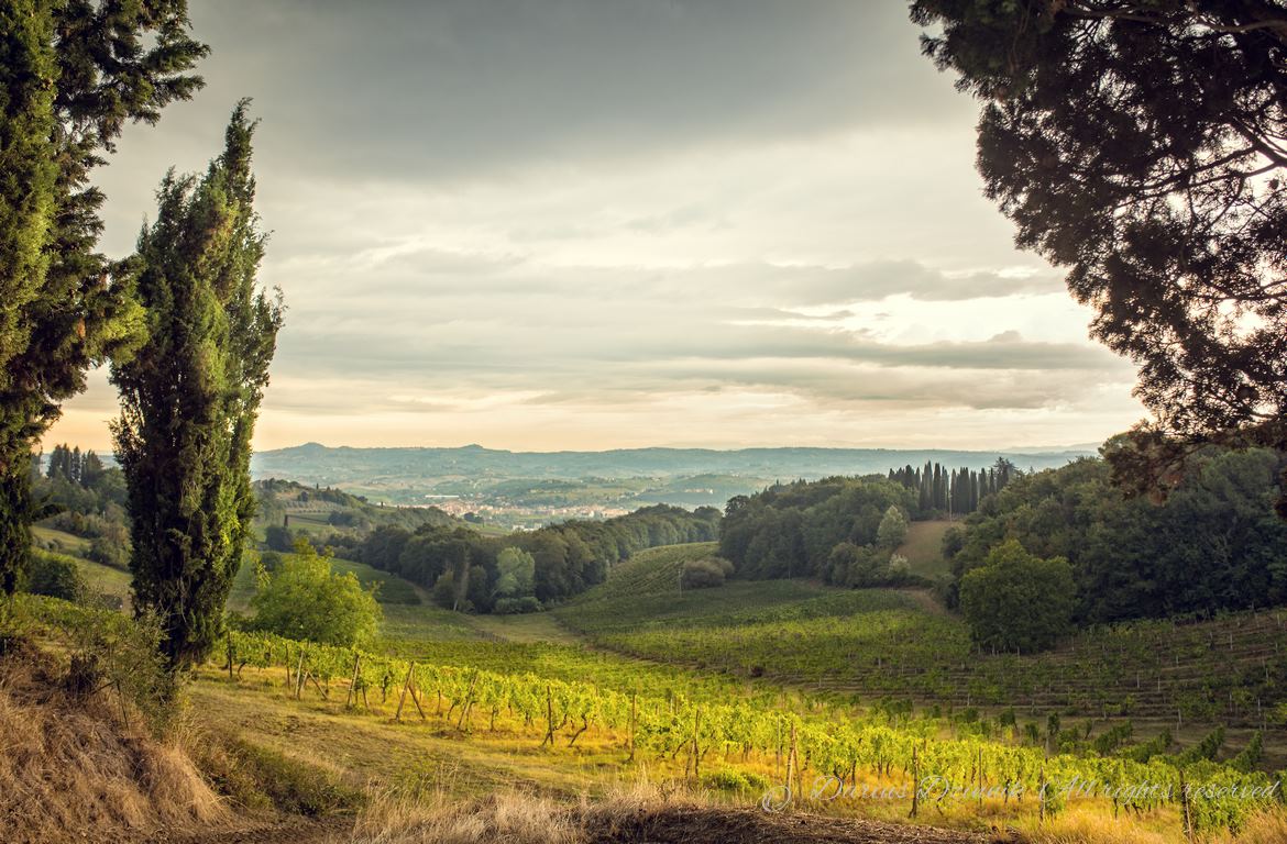 Fields in Tuscany