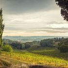 Fields in Tuscany