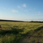 Fields in Uruguay / South America