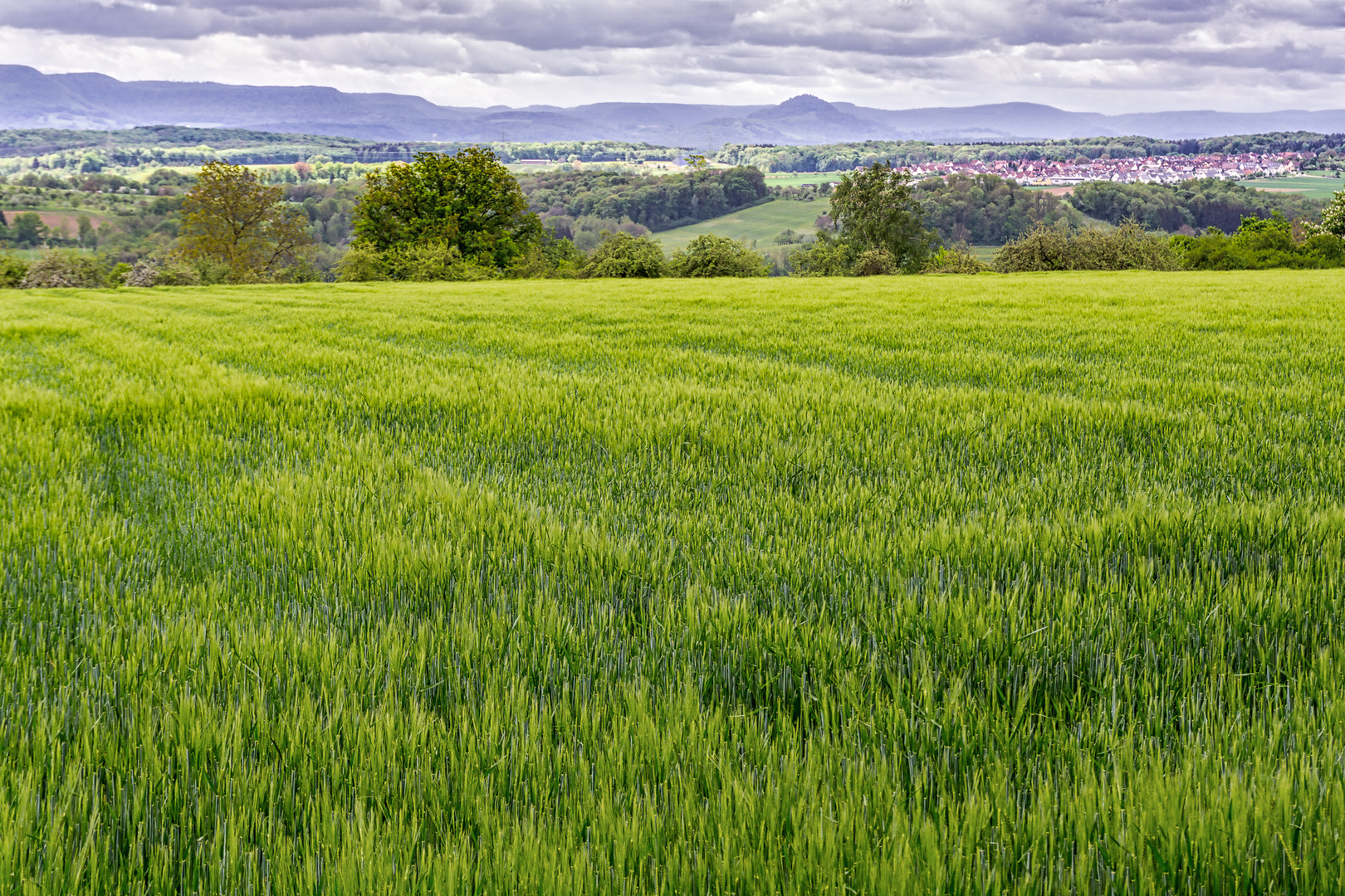 Fields of Barley