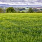 Fields of Barley