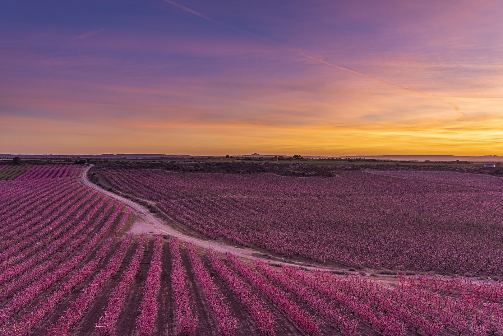 fields of fruit trees of Aitona