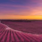 fields of fruit trees of Aitona