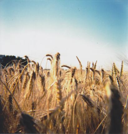 .fields of gold.