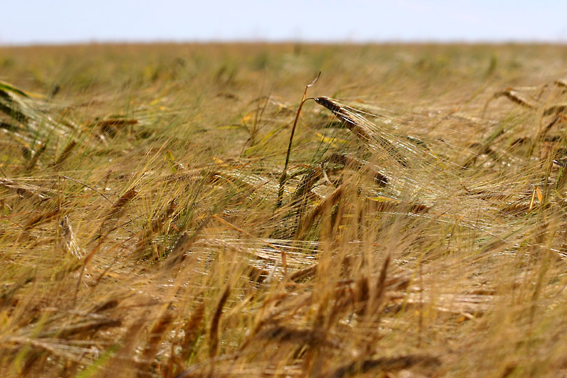 fields of gold