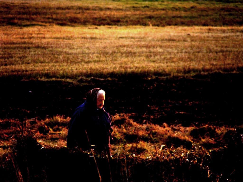 Fields of gold