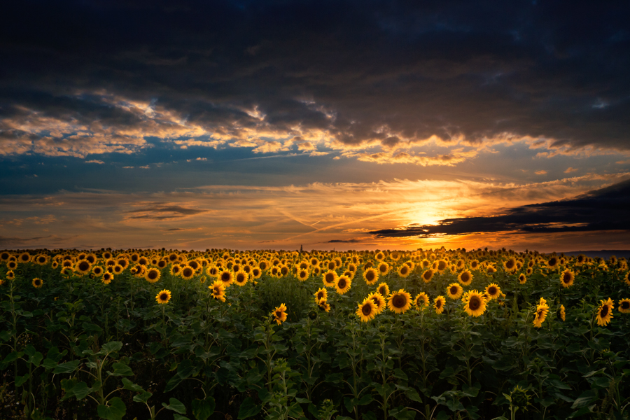 fields of gold