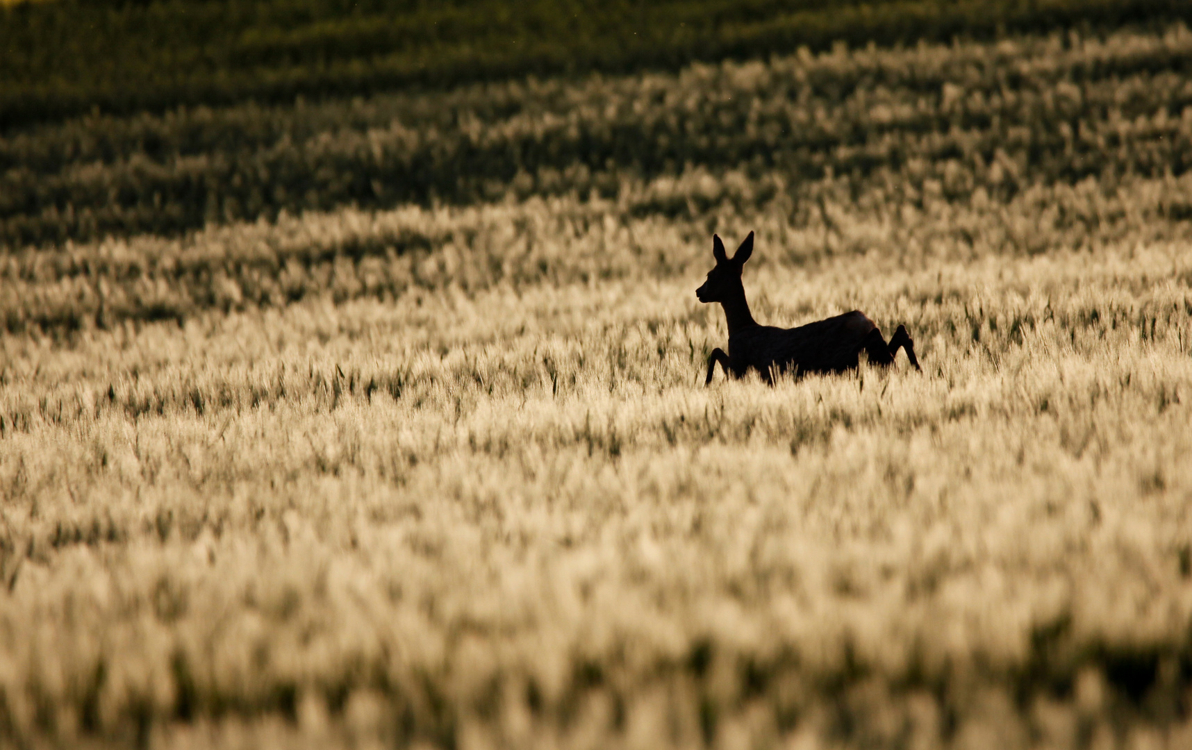 fields-of-gold