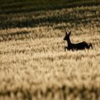 fields-of-gold