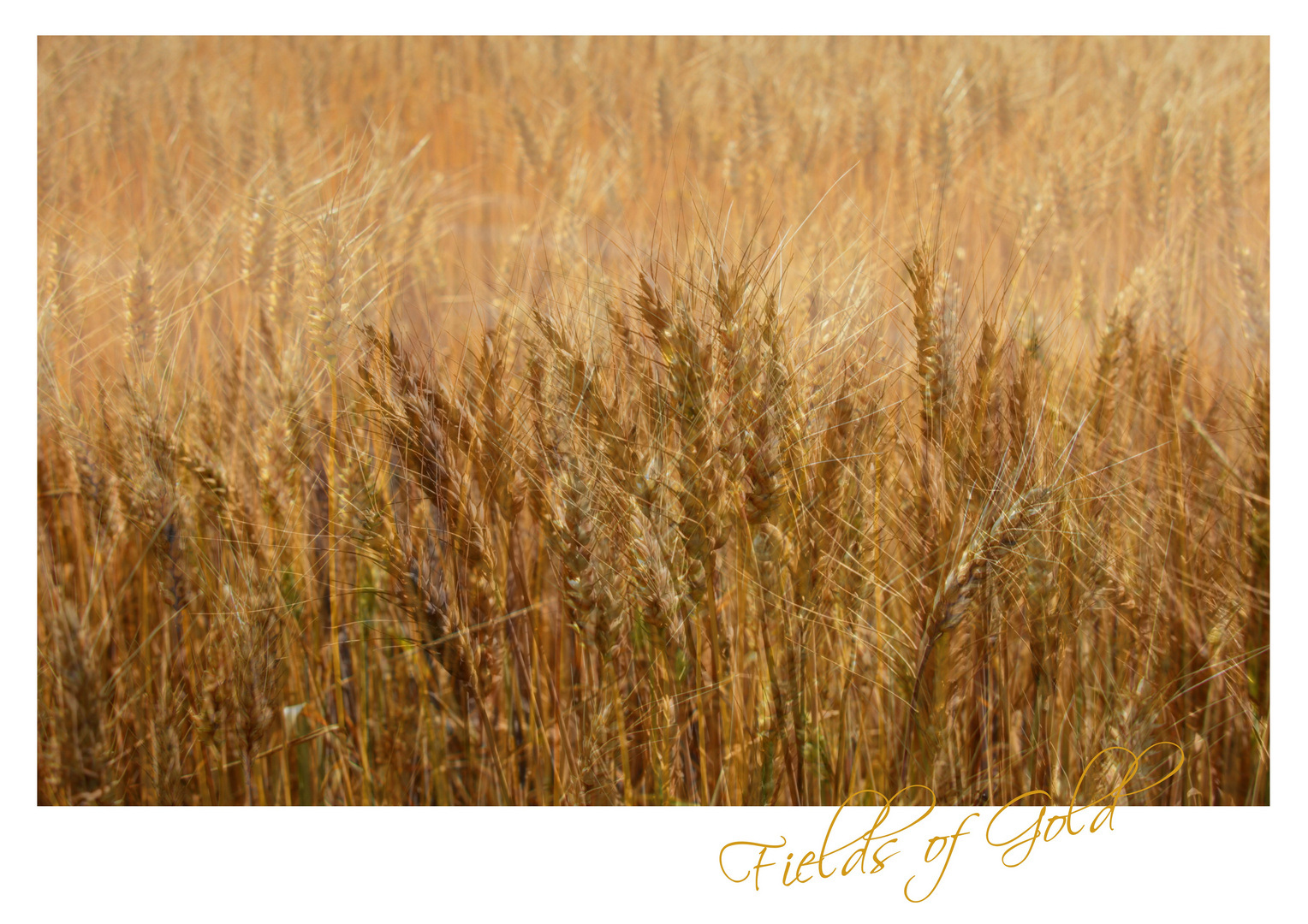 Fields of Gold