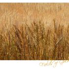 Fields of Gold