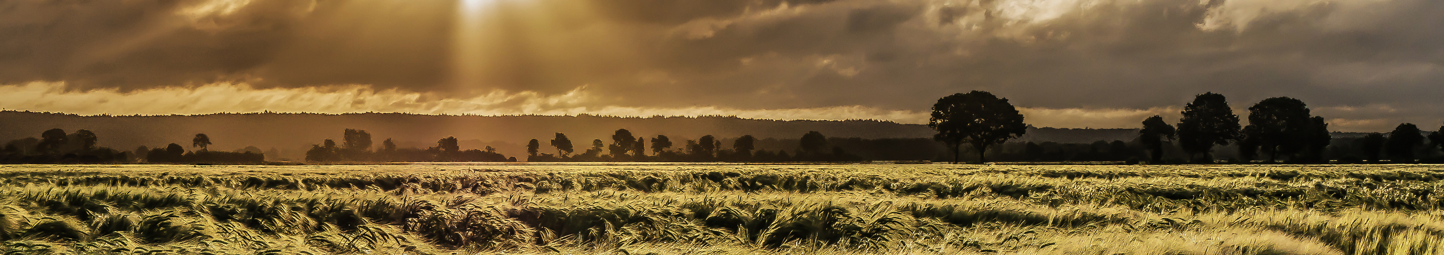 Fields of Gold