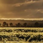 Fields of Gold