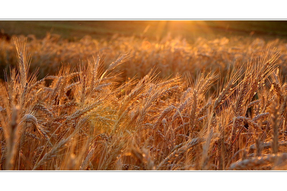 FIELDS OF GOLD