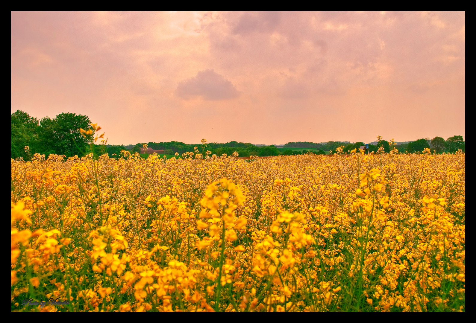 Fields of Gold