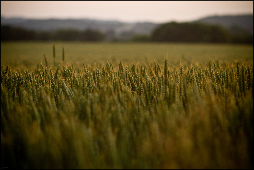 Fields of Gold