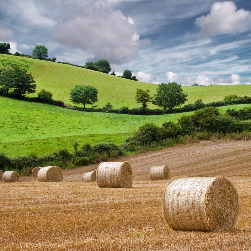 Fields of Gold #2