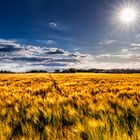 fields of gold