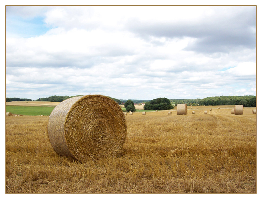 Fields of Gold