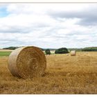 Fields of Gold